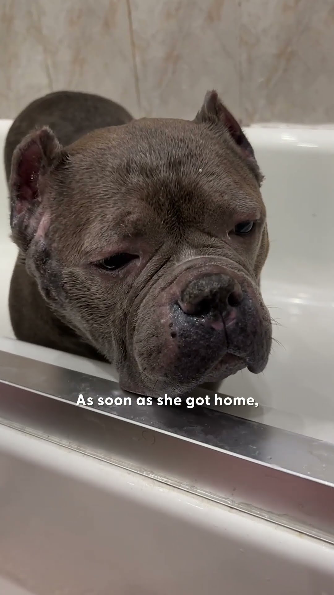 Pittie From Overcrowded Shelter Plays With Toys For The First Time | The Dodo