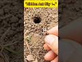Inside Ant Colony 😱 | Secret World of Ants"