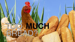 Is feeding too much bread harmful for your chickens? Is feeding too much bread harmful for your chickens?