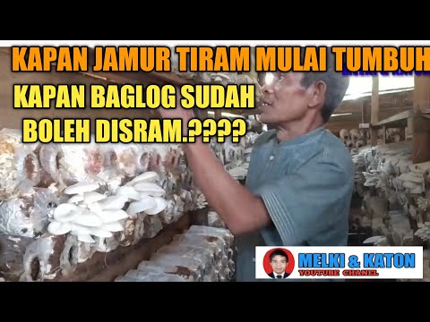 Video: Jamur Cendawan: Di Mana Ia Tumbuh Dan Kapan Harus Dikumpulkan