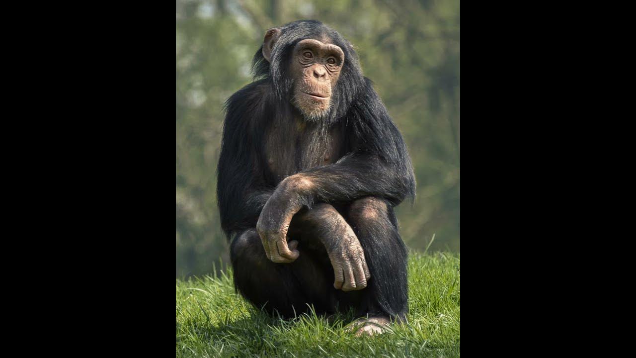 Chimpanzee Sound Effects 🐵 🔊 - YouTube