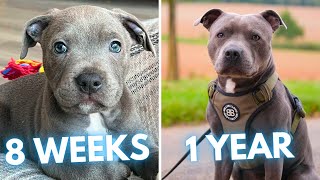 Staffordshire Bull Terrier Nevile - 8 Weeks to 1 Year - From Puppy to Adult Dog Transformation by Rocadog 686 views 4 weeks ago 5 minutes, 50 seconds