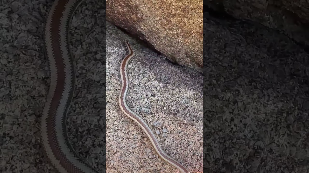 Boas in Arizona? We Found One
