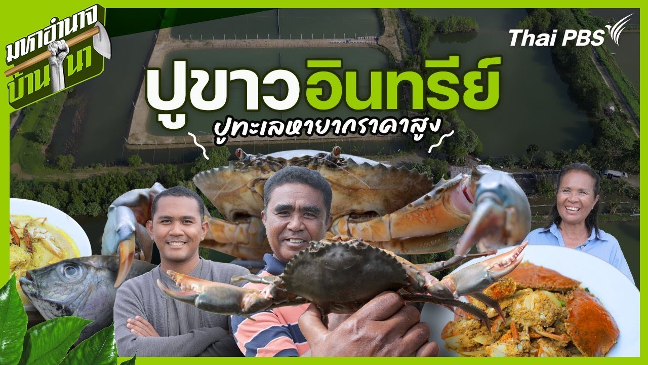 ปูขาวอินทรีย์ ปูทะเลหายากราคาสูง | มหาอำนาจบ้านนา