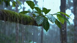 Deep Forest Rain Sounds for Sleeping Instantly 🌧️ Pure Nature Ambience, No Noise, No Music for Slee