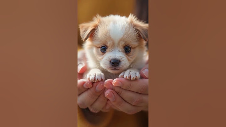Do you like my puppy Bolonka-Zwetna? He's cute, isn't he? #awwww #cute #babyanimals #animals #puppy