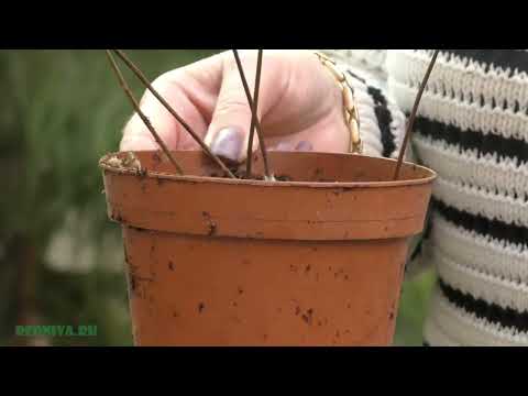 Сезон размножения. Папоротник давалия посадка черенков.