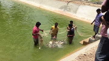 Harvesting using drag net
