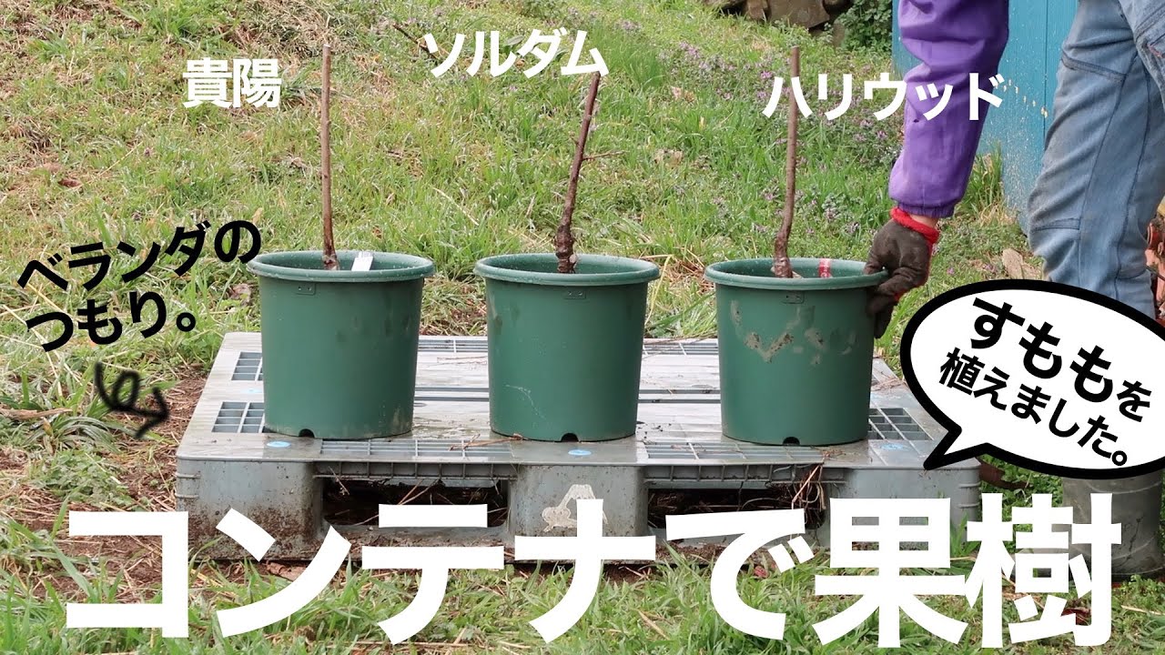 コンテナ果樹 鉢に苗木を植え付ける仕方 Youtube