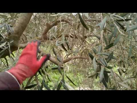 Video: Guía para podar aceitunas: cuándo es el mejor momento para podar los olivos