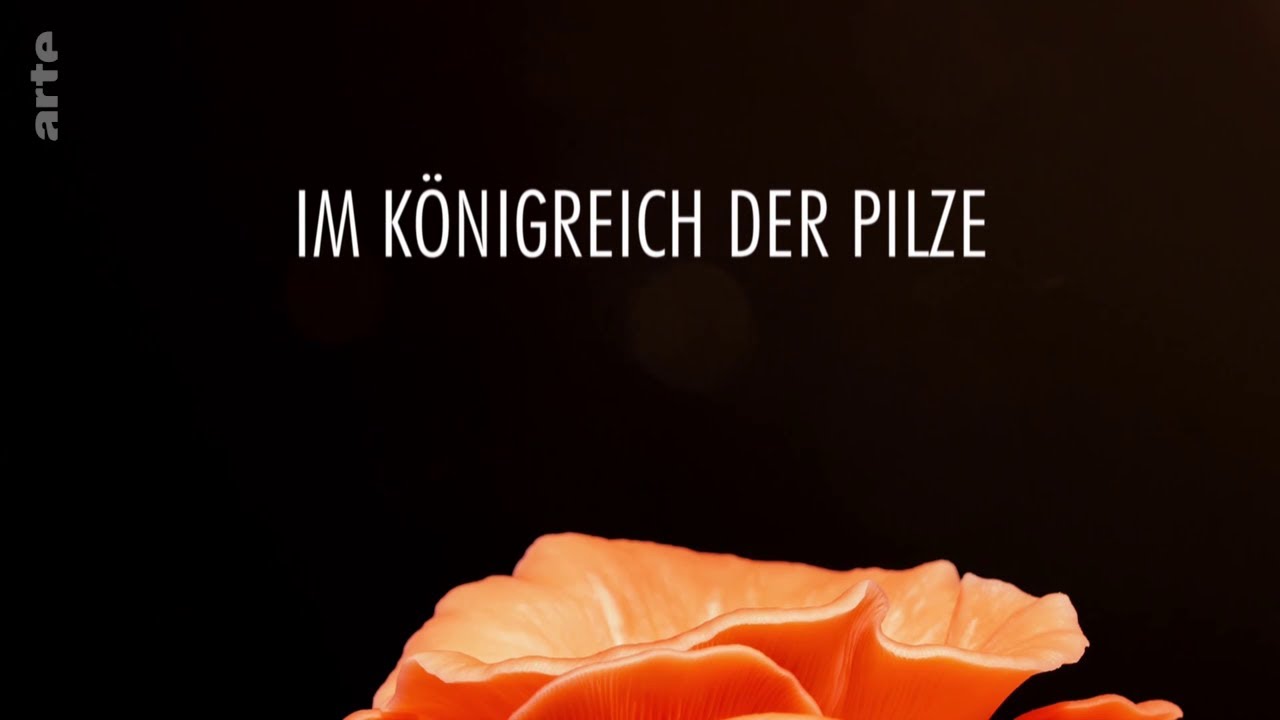 Im Knigreich der Pilze