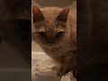 😂😂😂 #猫のいる暮らし #猫 #cat #猫好きさんと繋がりたい