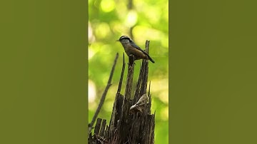NutHatch Bird Singing