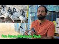 Pure batera kabutaro ka shonk  raju pigeons loft  rspurajk part 2