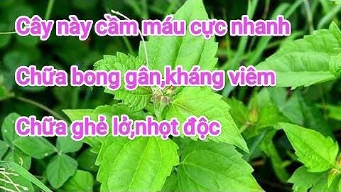 Cây cỏ lào giúp cầm máu kháng viêm,chữa bong gân,chữa ghẻ lở,nhọt độc