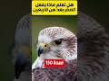 هل تعلم ماذا يفعل الصقر بعد سن الاربعين
