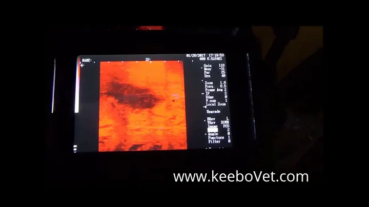 Cow Diagnosed 46 days Pregnant with RKU-10 Ultrasound Scanner