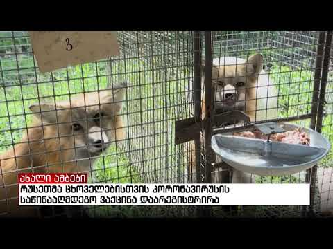 რუსეთმა ცხოველებისთვის კორონავირუსის საწინააღმდეგო ვაქცინა დაარეგისტრირა