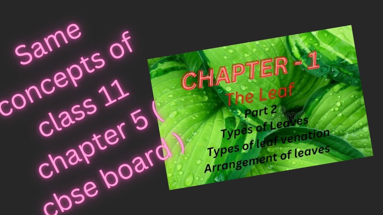 icse-class-6th-biology-chapter-1-the-leaf-types-of-leaves-types