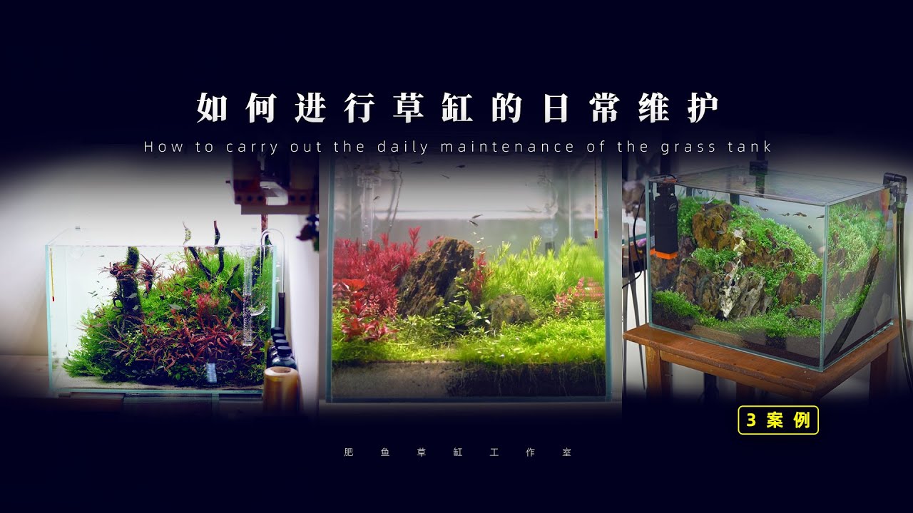 如何进行草缸的日常维护 | 三个缸的案例 How to perform daily maintenance of grass tanks ...