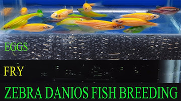 How To Breed Zebra Danios | Green Zebra Danio Fish Breeding