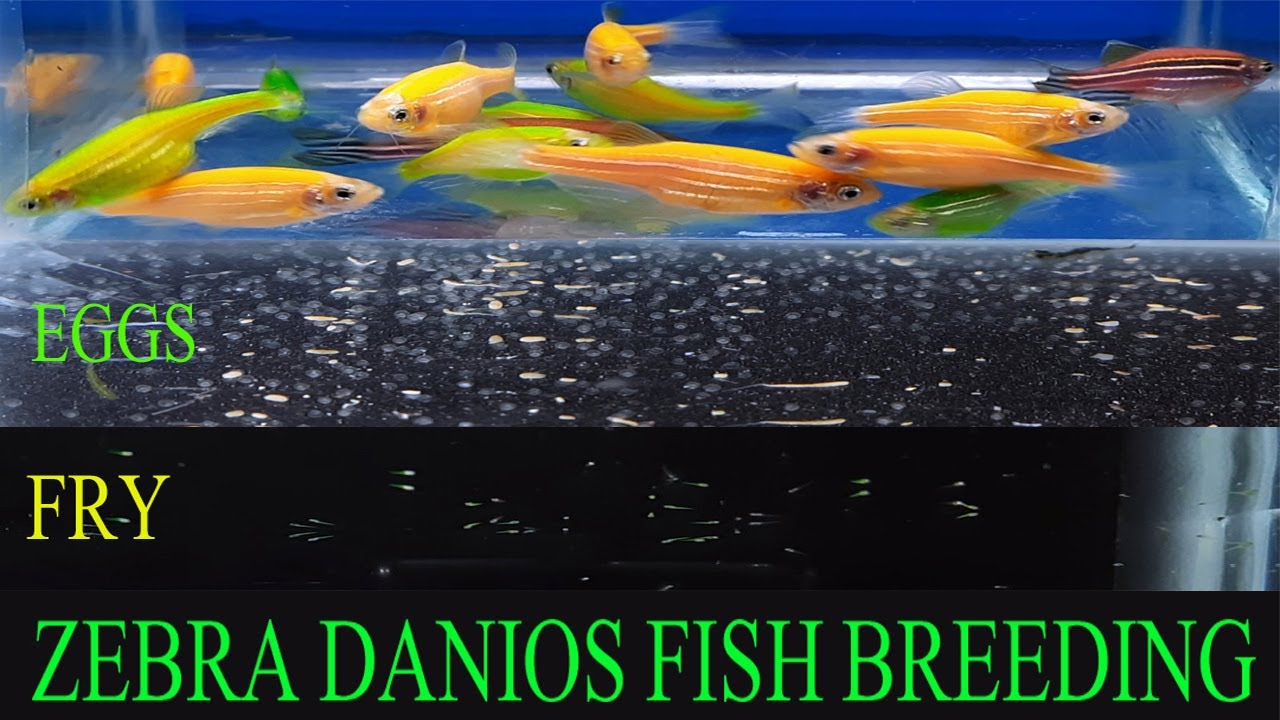 How To Breed Zebra Danios Green Zebra Danio Fish Breeding YouTube