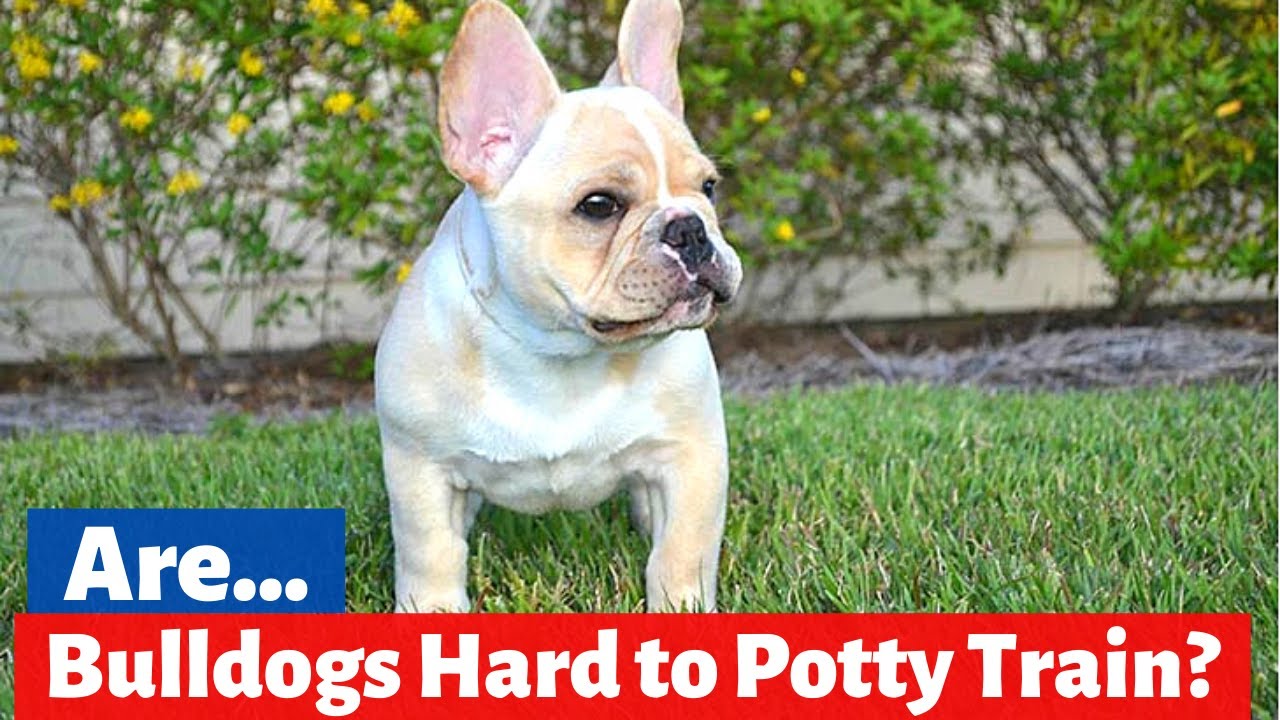 why are french bulldogs hard to potty train?