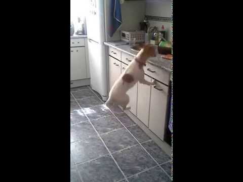 Naughty Jack Russel wants sausage