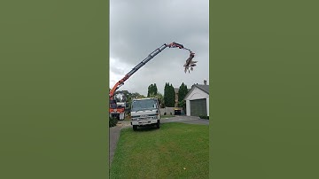 #arborist grapple saw taken down palm trees #treeremoval #treeservice #chainsaw #grapple #treecare