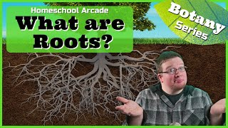 Roots | 3 Main Functions of Roots