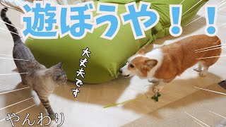 猫に遊びの誘いをやんわり断られるコーギー犬 by コギチューブ【犬と猫のゆるい生活】 27,529 views 2 months ago 6 minutes, 41 seconds