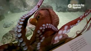 A Few Minutes With a Giant Pacific Octopus at the Monterey Bay Aquarium ♥