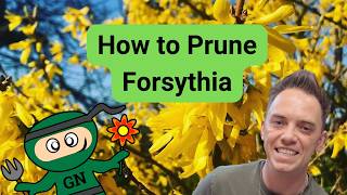 How to Prune Forsythia: The Complete UK Guide
