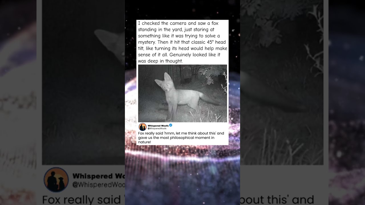Security Camera Catches Fox Deep In Thought The Head Tilt Is Perfect 