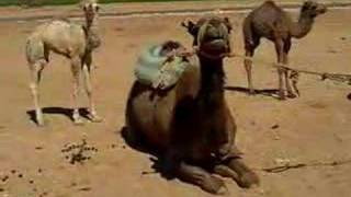 Camel Cry