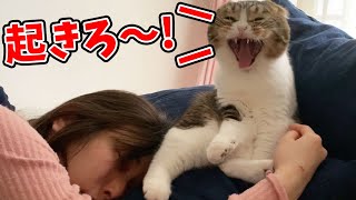夜更かしママVS絶対に起こす猫