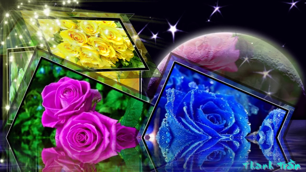 Triệu đóa hoa hồng (Ca sĩ Kim Khánh) _ Video Thanh Trần