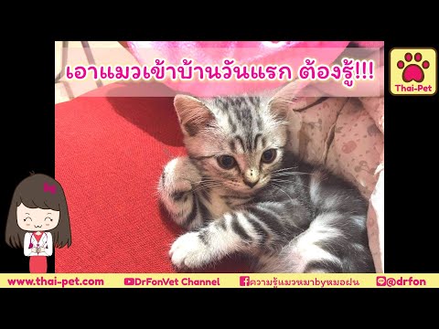 วีดีโอ: วันแรกของลูกแมวในบ้านใหม่