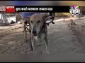 #ViralSatya : घरोघरी जाऊन ग्राहकांना दूध देणारा कुत्रा