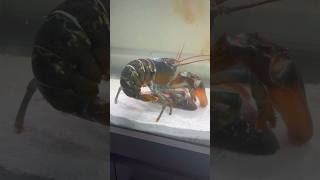 Pet lobster🦞fights for snapper carcass🤯 #fish #lobster #fishtank