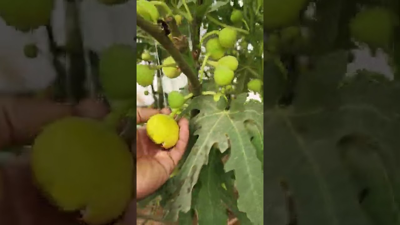 تين جاسم  السوري ومدة عطائه  الكثيفه