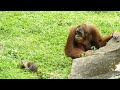 Otters living well with Orangutans / オランウータンと上手に暮らすカワウソ
