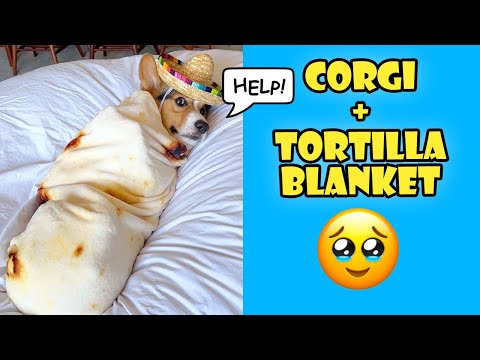 Видео: 15 кучета Burrito Blanket с допълнителен сгъваем сос