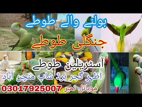 بولنے والے طوطے جنگلی طوطے آسٹریلین طوطے اظہر گجر برڈ شاپ منچن آباد موبائل نمبر 
