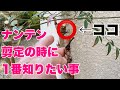 それが知りたかった！【ナンテン剪定】選択肢が増える【南天剪定】