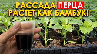 видео: Жалею, что раньше так не сеяла ПЕРЕЦ! Показываю, как вырастить жирненькую и сильную рассаду перца картинка: Жалею, что раньше так не сеяла ПЕРЕЦ! Показываю, как вырастить жирненькую и сильную рассаду перца
