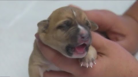 8 puppies abandoned inside garbage bag in near triple-digit heat in Austin | FOX 7 Austin