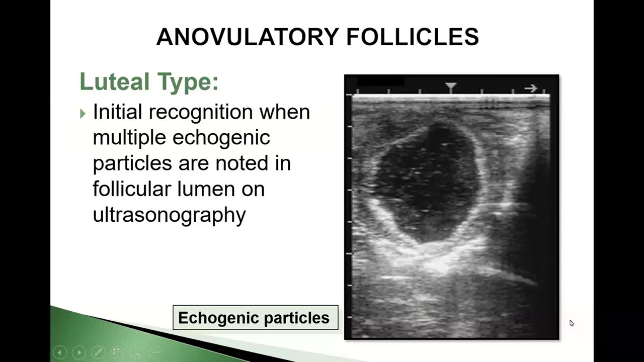 Hemorrhagic Follicles   Clinical Cases in Equine Reproduction Vol# 7