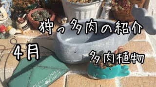 4月の狩っ多肉紹介　多肉植物