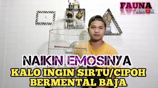 CARA MENAIKAN EMOSI BURUNG SIRTU/ CIPOH